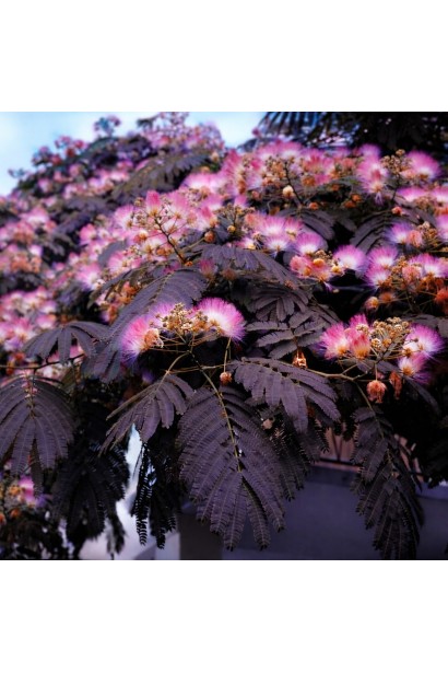 Альбіція ленкоранська Саммер Чоколайт 